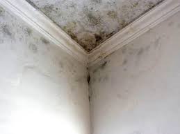 Best Crawl Space Mold Remediation  in Cape May Court House, NJ