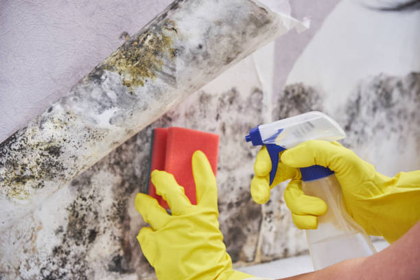 Best Attic Mold Removal  in Cape May Court House, NJ